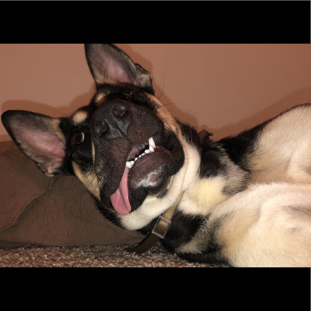 Meet your Posher, Hollie